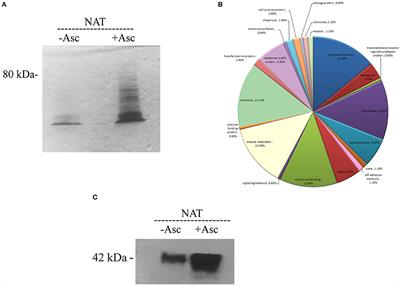 Identification of S-Nitrosylated (SNO) Proteins in Entamoeba histolytica Adapted to Nitrosative Stress: Insights into the Role of SNO Actin and In vitro Virulence